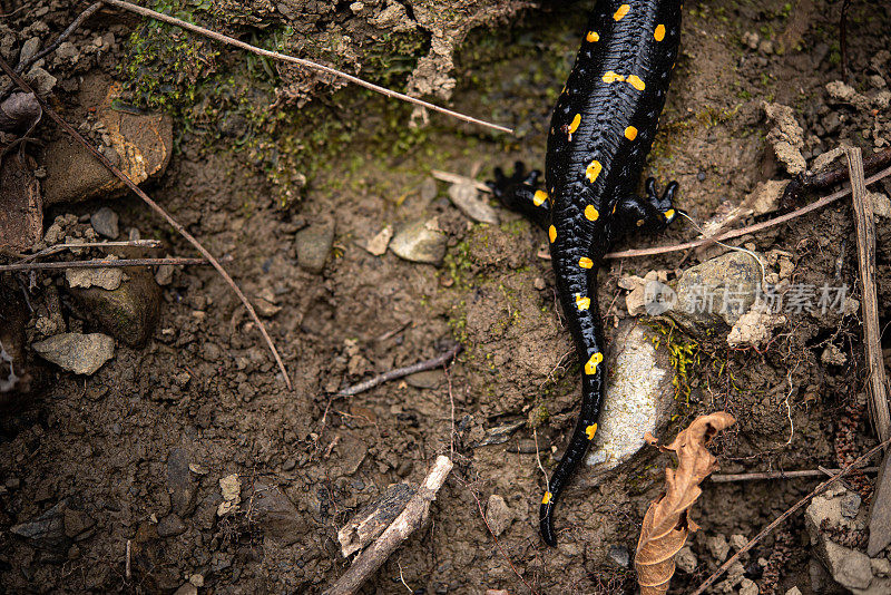 火蝾螈(Salamandra Salamandra) -第二对腿和尾巴